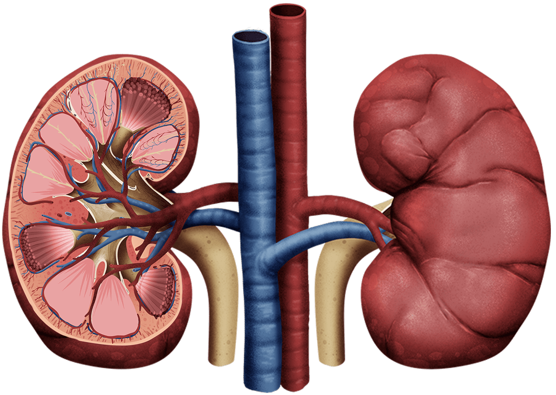 Johannesburg Urologist